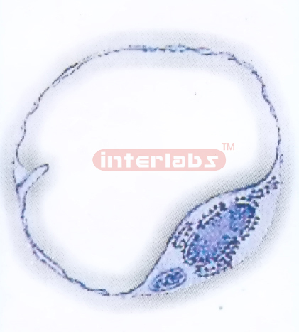 HUMAN CAPILLARY MODEL